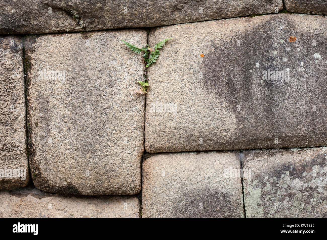 Une pièce du puzzle : pierre fougères se faufiler dans des blocs de pierre d'enclenchement d'une précision remarquable des Incas (Sanctuaire historique de Machu Picchu, P Banque D'Images