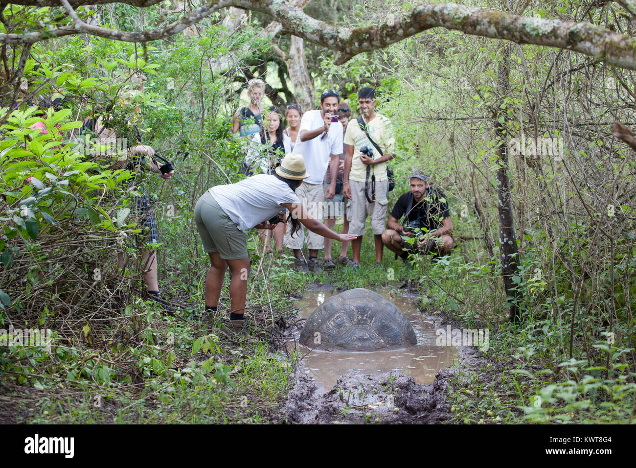 Les touristes photographier une tortue géante des Galapagos (Chelonoidis nigra porteri). (L'île de Santa Cruz, Galapagos). Banque D'Images