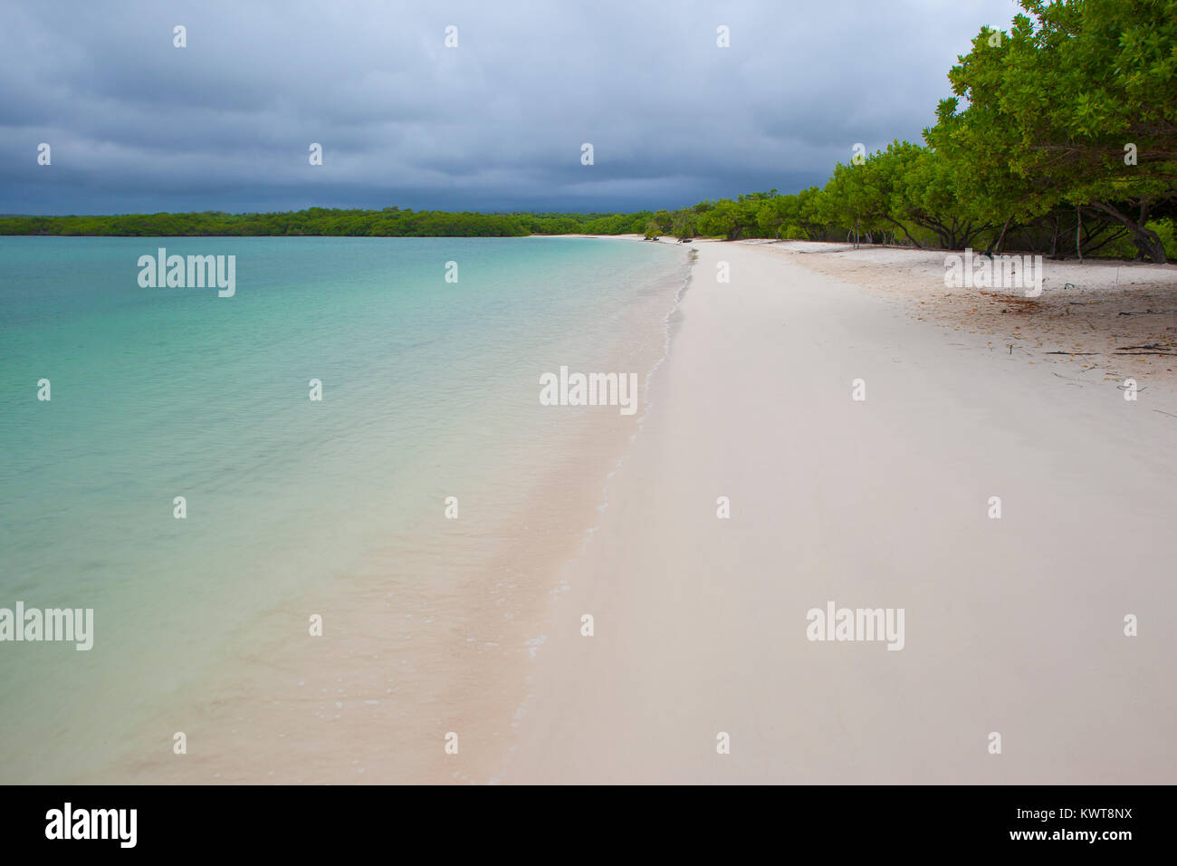 Un vide, une plage de sable blanc sur l'île de Santra Cruz dans les îles Galapagos. Banque D'Images