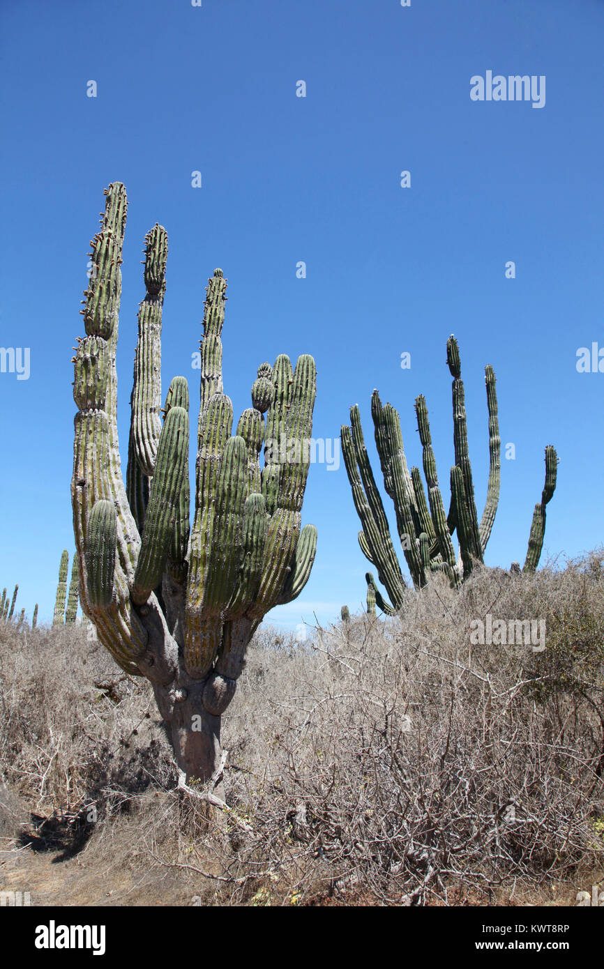 Cactus dans l'outback, Cabo San Lucas, Baja California Sur, au Mexique. Banque D'Images