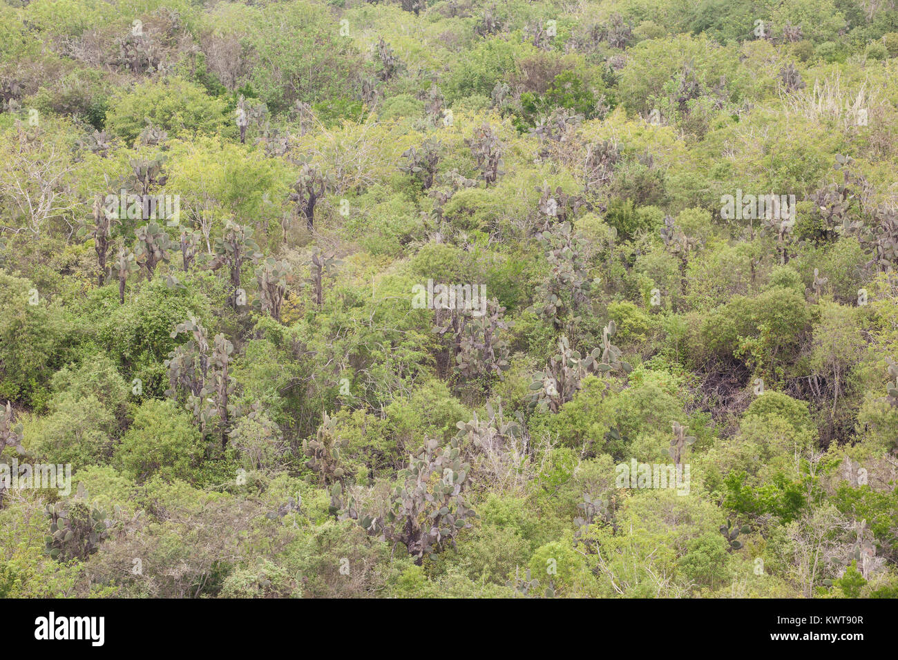Vue à vol d'oiseau de forêt tropicale sur l'île d'Isabela (dans les îles Galapagos). Banque D'Images