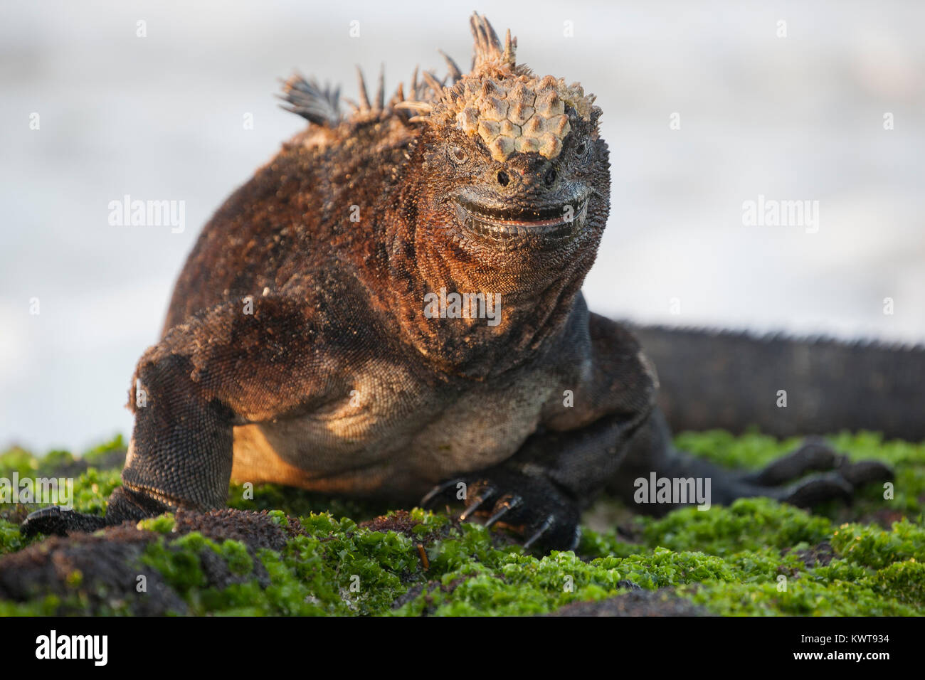 Iguane marin des Galapagos (Amblyrhynchus cristatus albemarlensis) sur un rocher couvert d'algues marines,. Banque D'Images