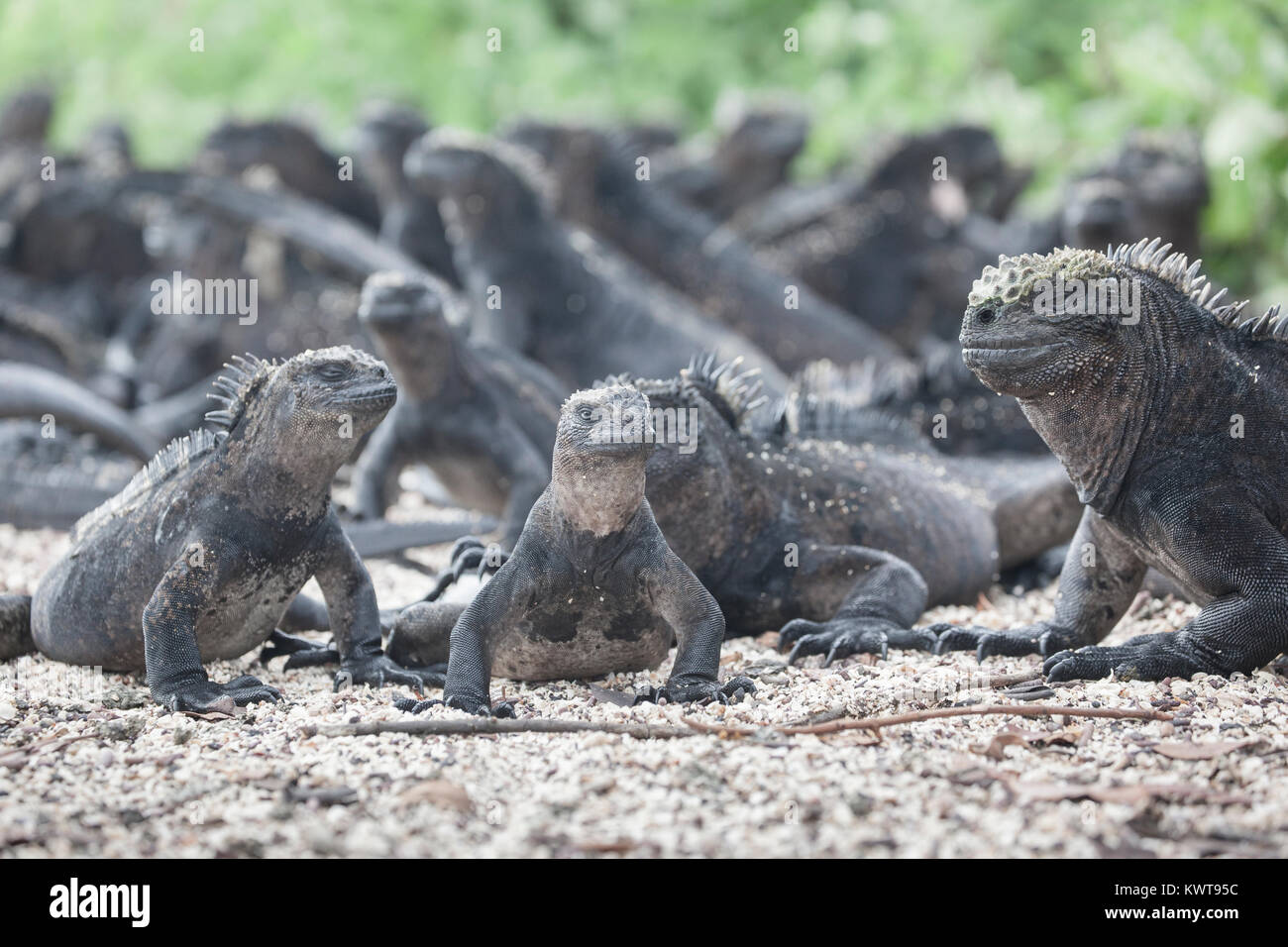 Un grand groupe de Galapagos iguanes marins (Amblyrhynchus cristatus hassi) reposant dans le sable. Banque D'Images
