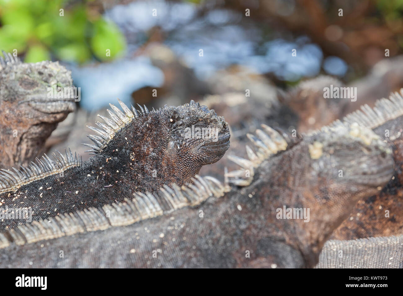 Un grand groupe de Galapagos iguanes marins (Amblyrhynchus cristatus hassi) restés ensemble. Banque D'Images