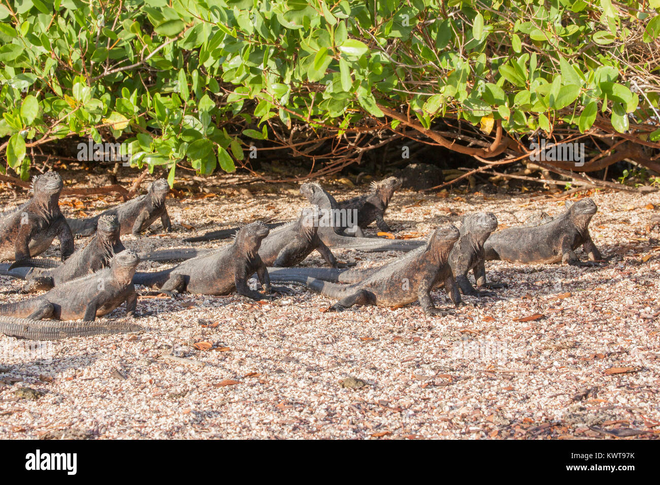 Groupe d'iguanes marins des Galapagos (Amblyrhynchus cristatus hassi) se dorant dans le soleil du matin avant de partir pour manger des algues. Isla Santa Cruz Banque D'Images