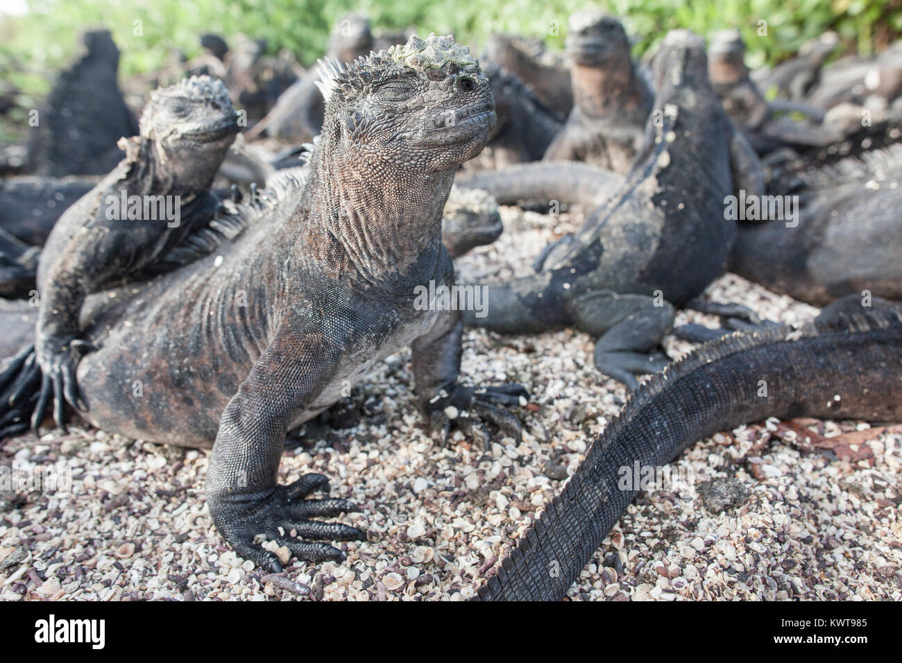 Groupe d'iguanes marins des Galapagos (Amblyrhynchus cristatus hassi) se dorant dans le soleil du matin avant de partir pour manger des algues. Isla Santa Cruz Banque D'Images