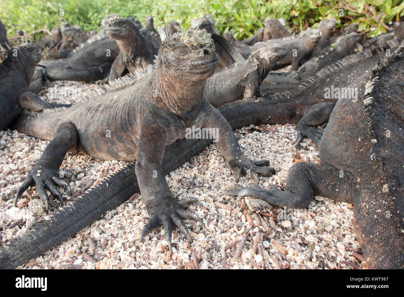 Groupe d'iguanes marins des Galapagos (Amblyrhynchus cristatus hassi) se dorant dans le soleil du matin avant de partir pour manger des algues. Isla Santa Cruz Banque D'Images