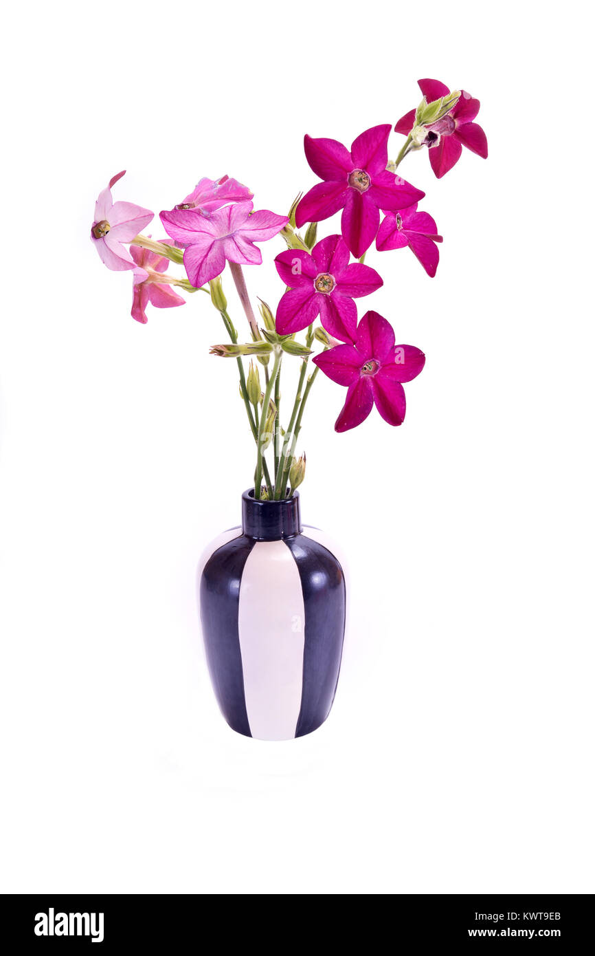 Bouquet de fleurs dans un vase tabac doux isolé sur fond blanc Banque D'Images