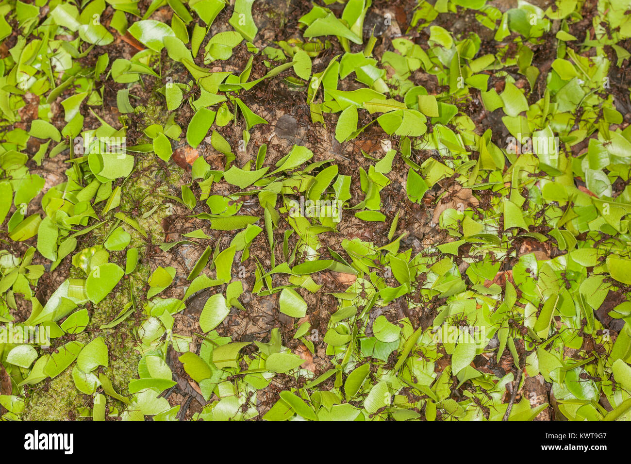 Essaim de fourmis coupeuses de feuilles avec des fragments de feuilles sur leur chemin de retour à leur nid. Rio Napo, en Équateur. Banque D'Images