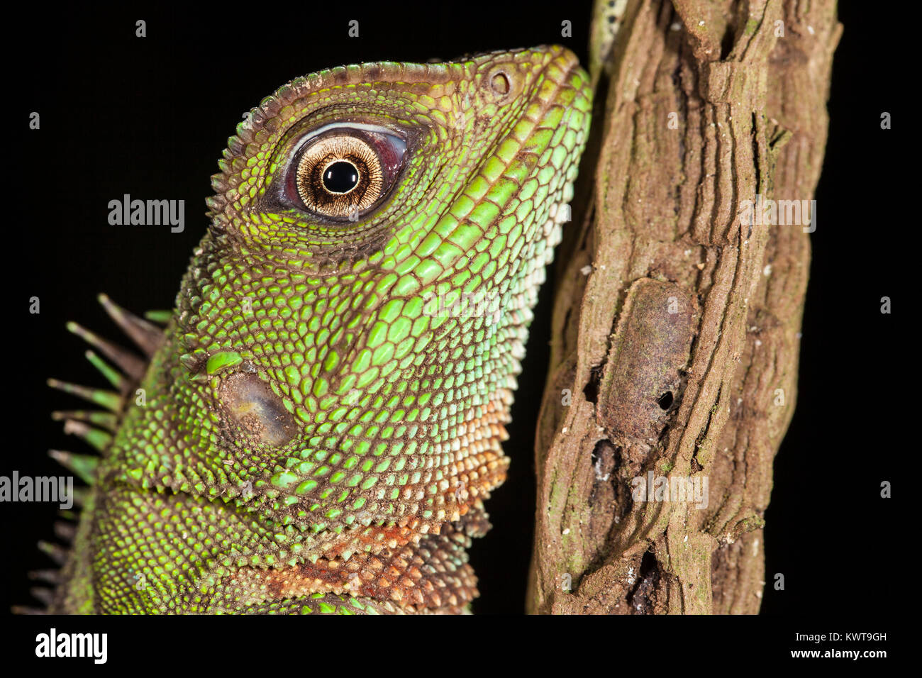 Close up d'un lézard en bois Amazon (Enyalioides laticeps) pendant la nuit. Rio Napo, en Équateur. Banque D'Images
