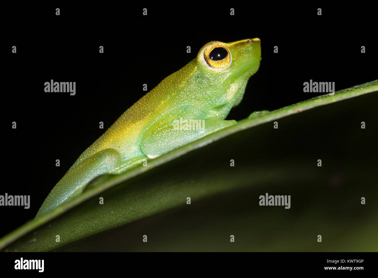 Une plus grande hache-grenouille Sphaenorhynchus lacteus (face) la nuit. Rio Napo, en Équateur. Banque D'Images