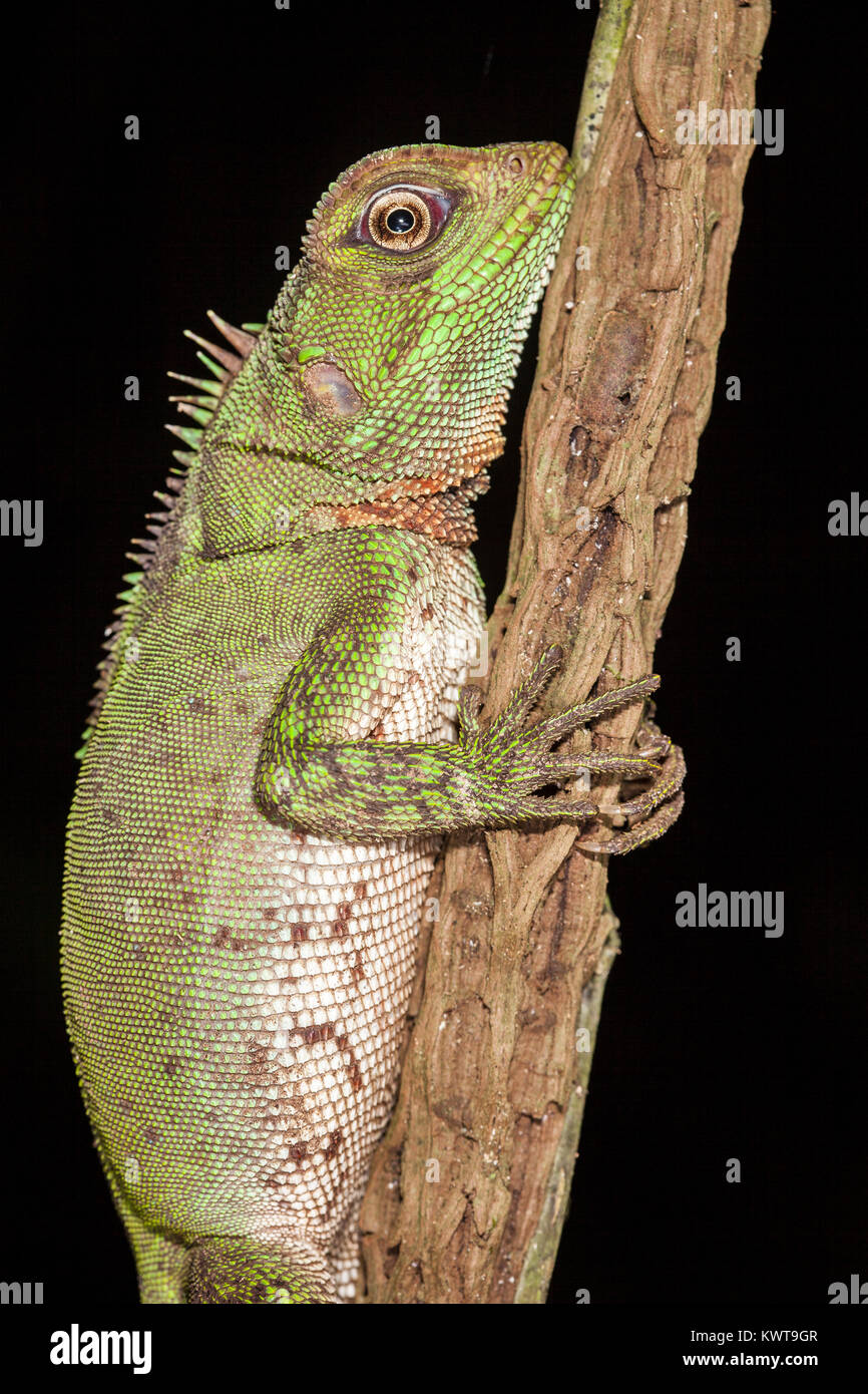 Lézard bois Amazon (Enyalioides laticeps) pendant la nuit. Rio Napo, en Équateur. Banque D'Images