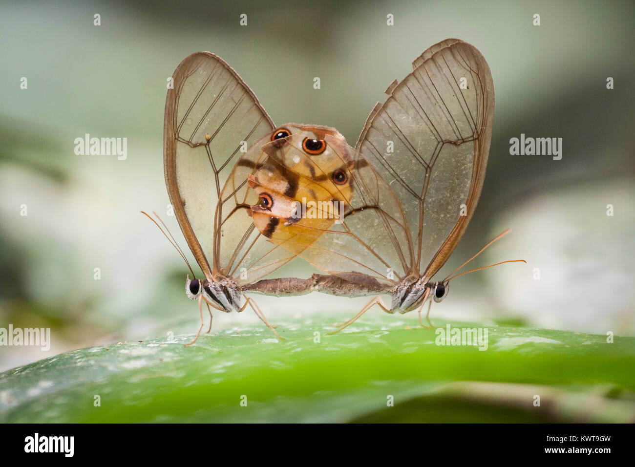Une paire de sésie accouplement de papillons. Rio Napo, en Équateur. Banque D'Images