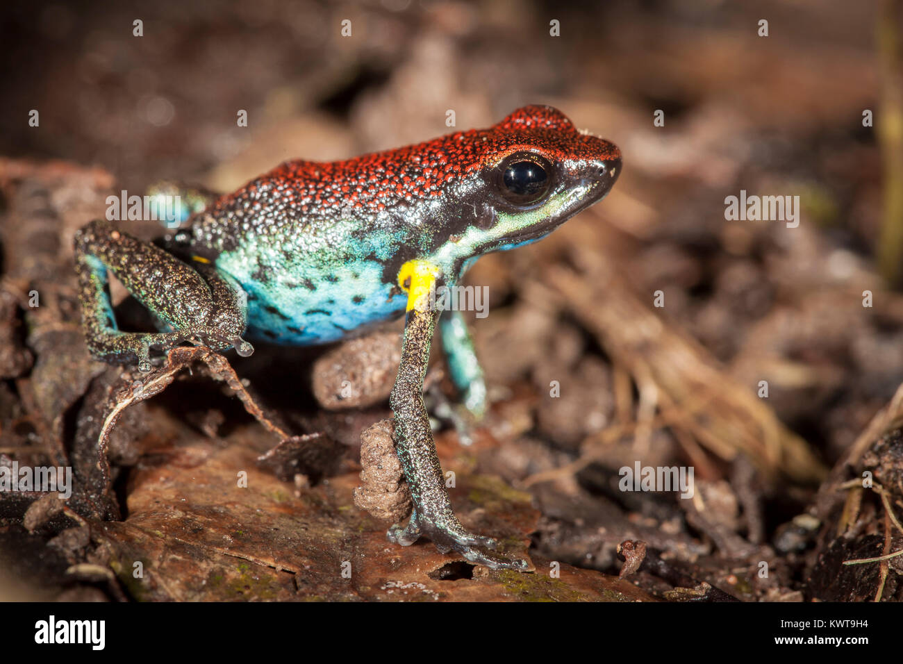 Ruby poison dart frog (Ameerega parvula) sur le sol de la forêt. Rio Napo, en Équateur. Banque D'Images