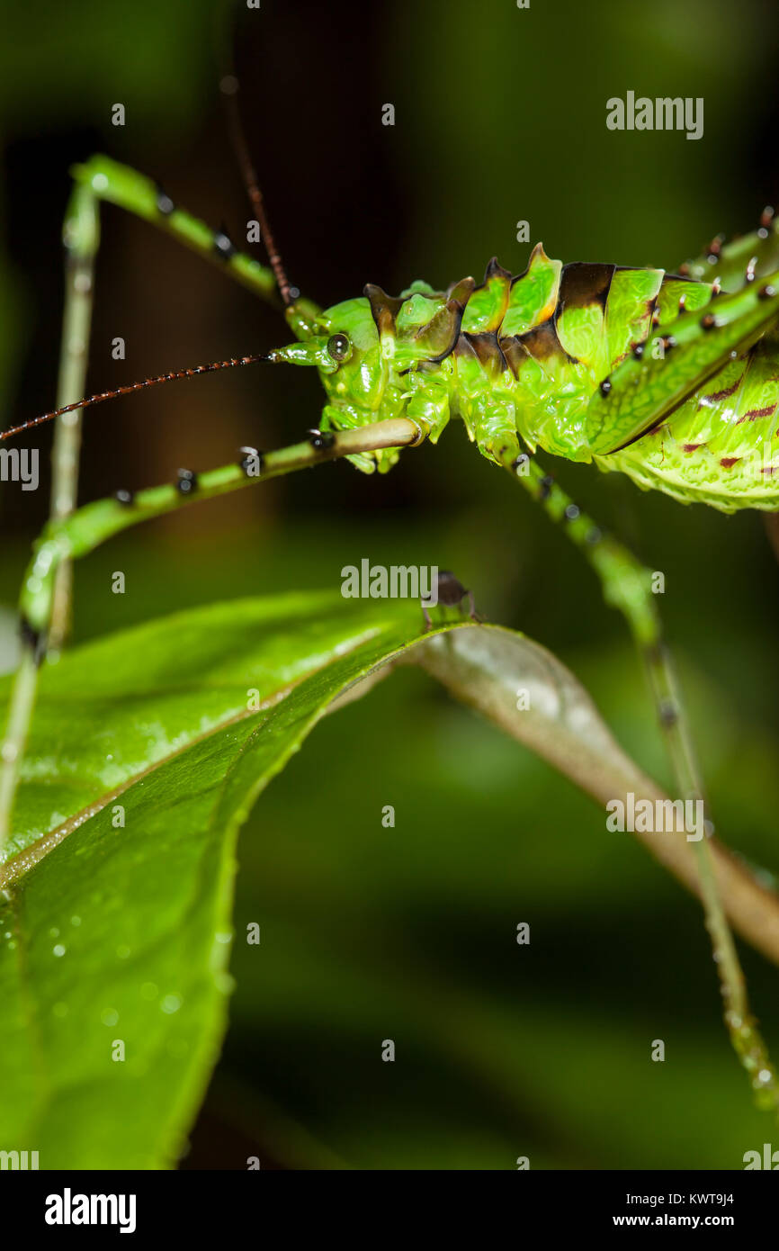 Un katydid camouflés dans les forêts brumeuses de l'Équateur. Banque D'Images