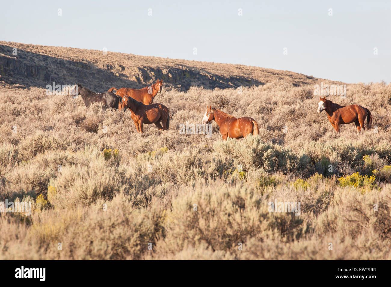 Troupeau de chevaux sauvages (Equus ferus caballus) dans la matinée, la lumière du haut désert du nord du Nevada, USA. Banque D'Images