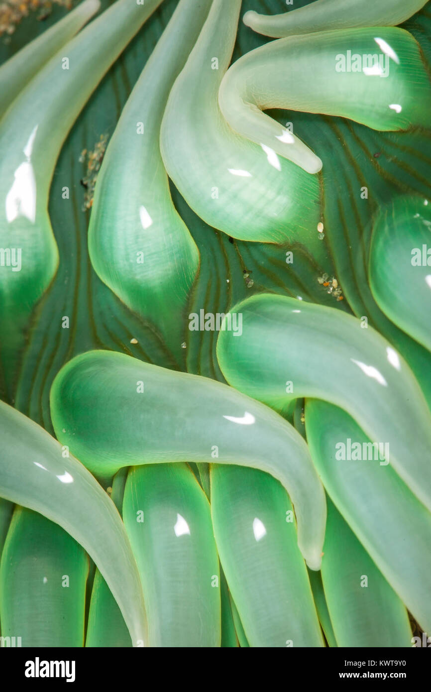 Abstract close up des tentacules d'une anémone de mer vert géant (Anthopleura xanthogrammica). Banque D'Images