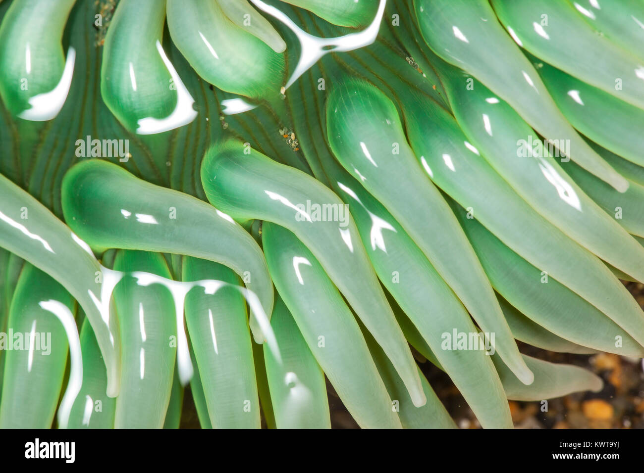 Abstract close up des tentacules d'une anémone de mer vert géant (Anthopleura xanthogrammica). Banque D'Images