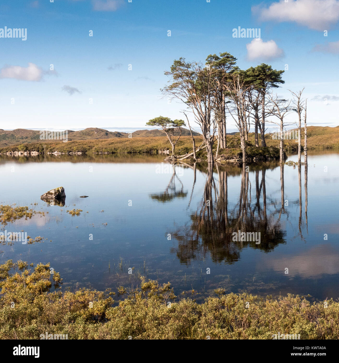 Un groupe d'arbres de pin sylvestre sur une île du Loch Assynt à Sutherland dans les Highlands d'Ecosse, préservé contre les animaux au pâturage. Banque D'Images