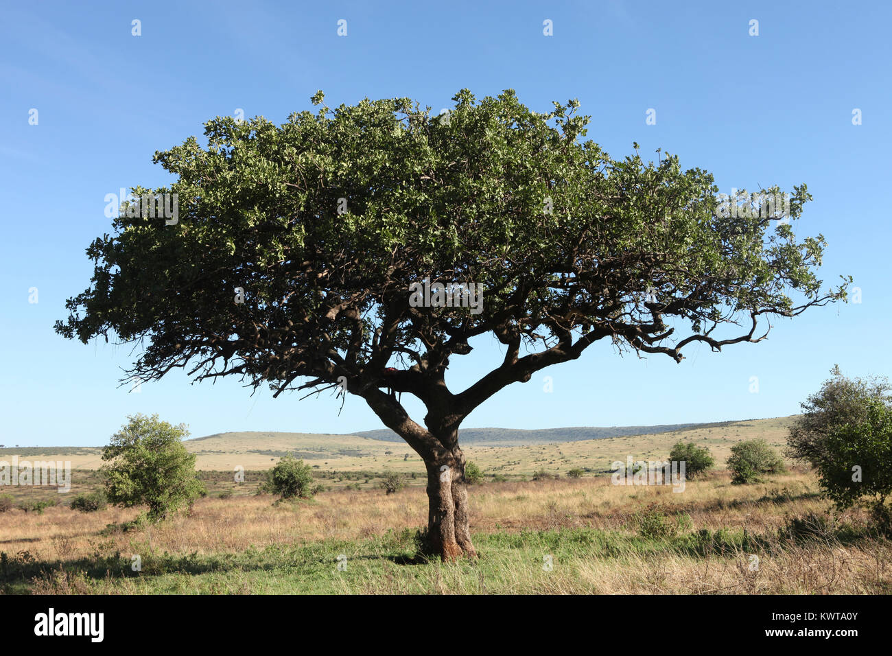 Seul arbre sur Savannah, Parc National de Masai Mara, Kenya Banque D'Images