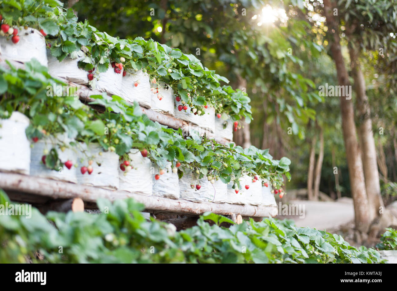La mer sauvage et à Rayong Banque D'Images