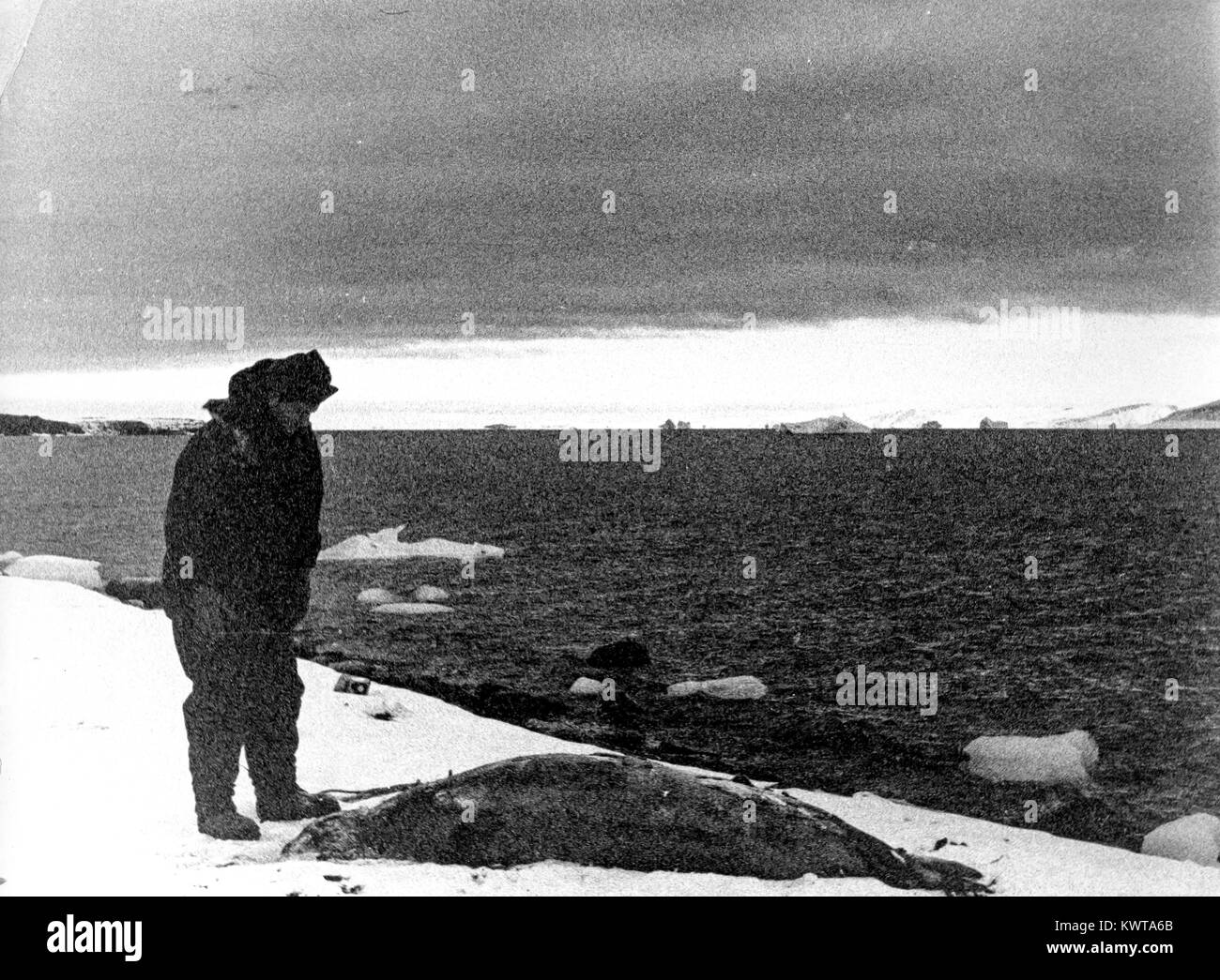 Chasse aux phoques tués lors d'une Banque D'Images