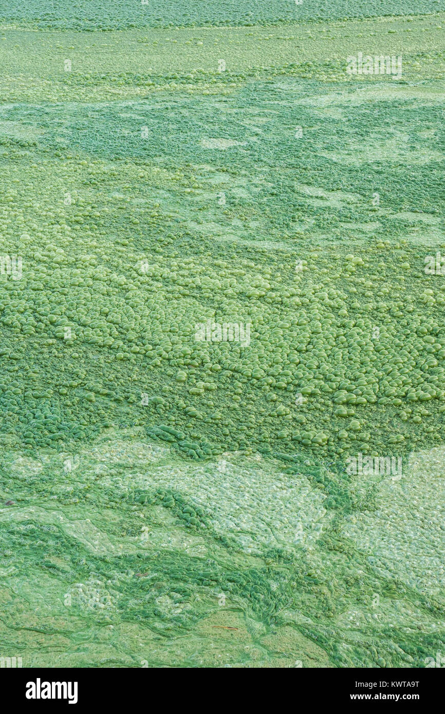 Floraison d'algues dans un lac eutrophe. Une écume d'Algues vert épais couvre certaines parties de Lonar Lake. (Maharashtra, Inde). Banque D'Images