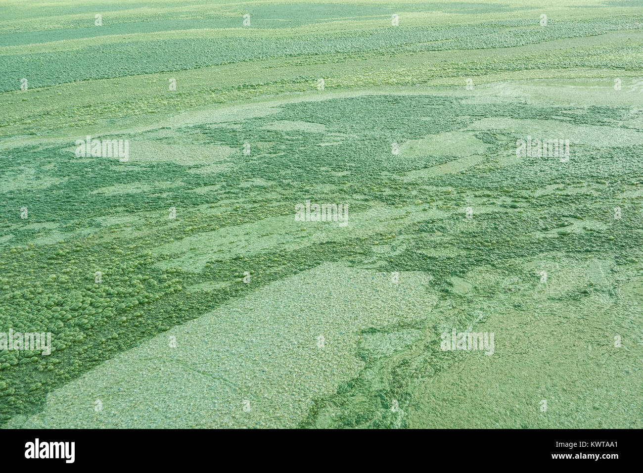 Floraison d'algues dans un lac eutrophe. Une écume d'Algues vert épais couvre certaines parties de Lonar Lake. (Maharashtra, Inde). Banque D'Images