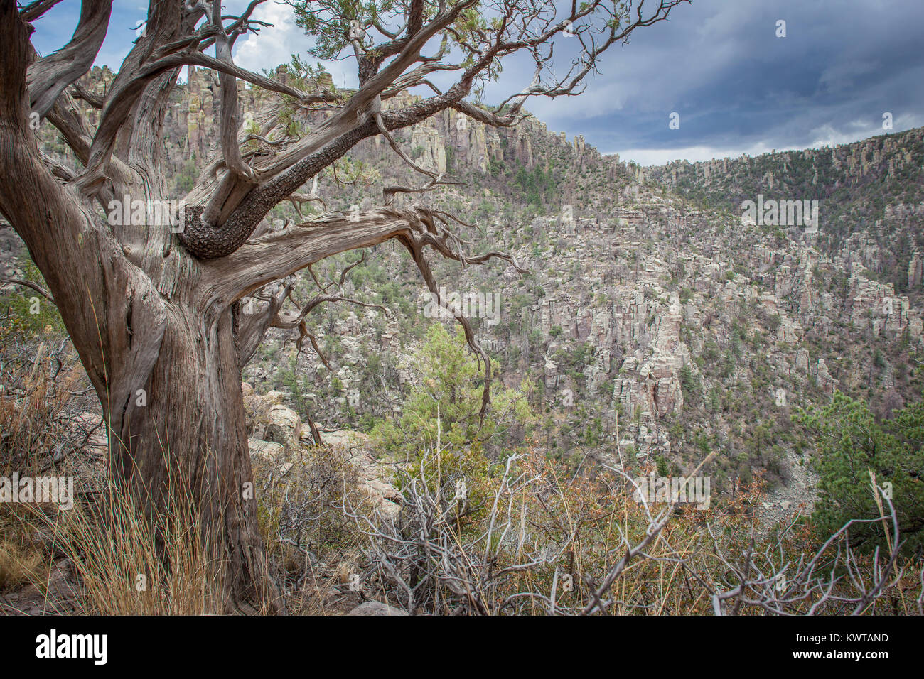 La quasi-mort de Juniper tree alligator (Juniperus deppeana) - qu'une partie de 1 branche principale est toujours vivant (la direction d'écorce sur elle). Surplombant les cheminées Banque D'Images