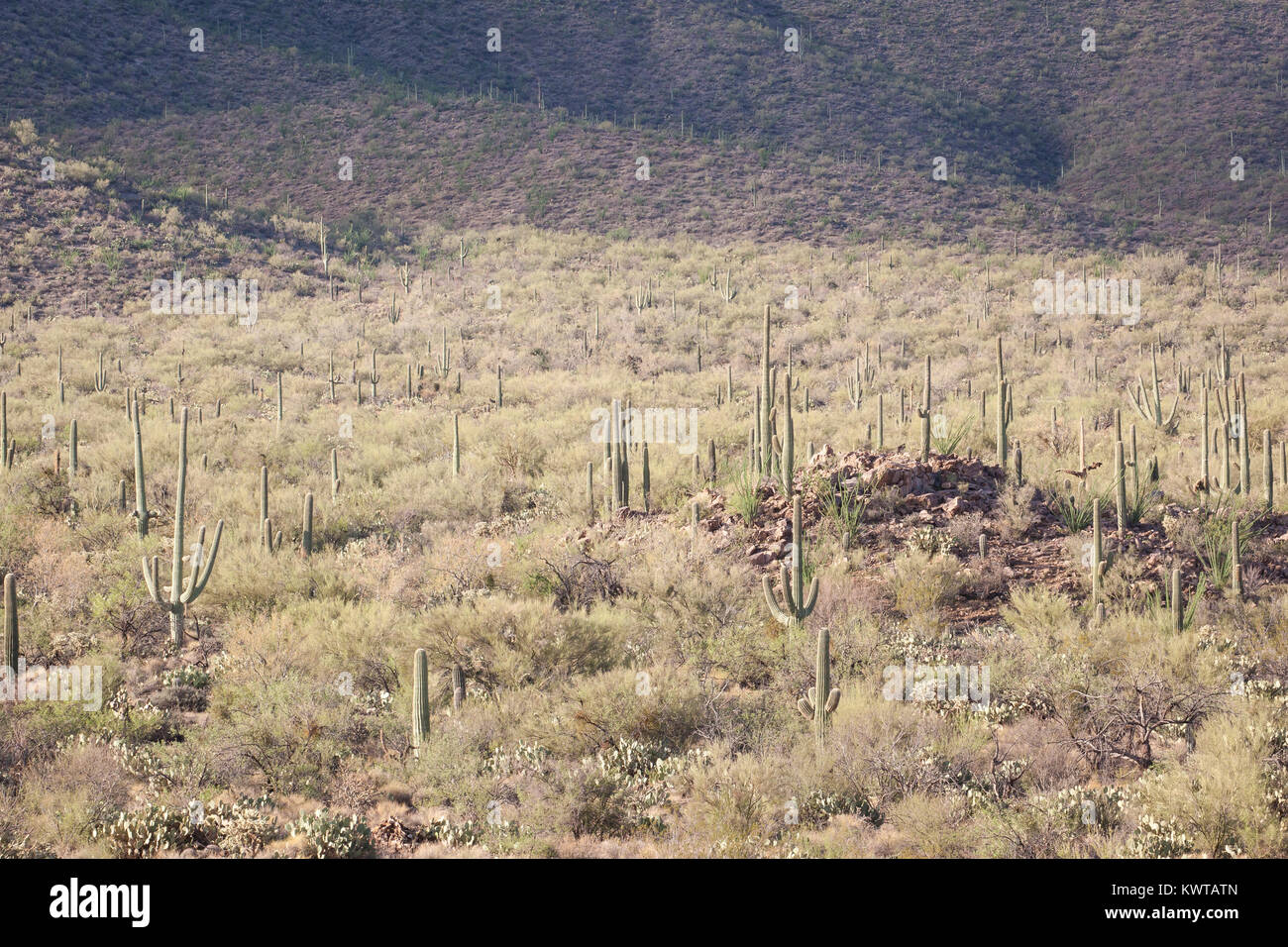 Cactus Saguaro (Carnegiea gigantea), Saguaro National Park, Arizona, USA. Banque D'Images