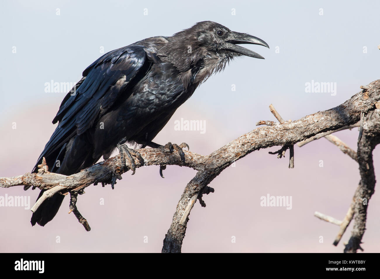Grand corbeau (Corvus corax) avec la bouche ouverte, appelant, alors que perché sur un chicot. Banque D'Images