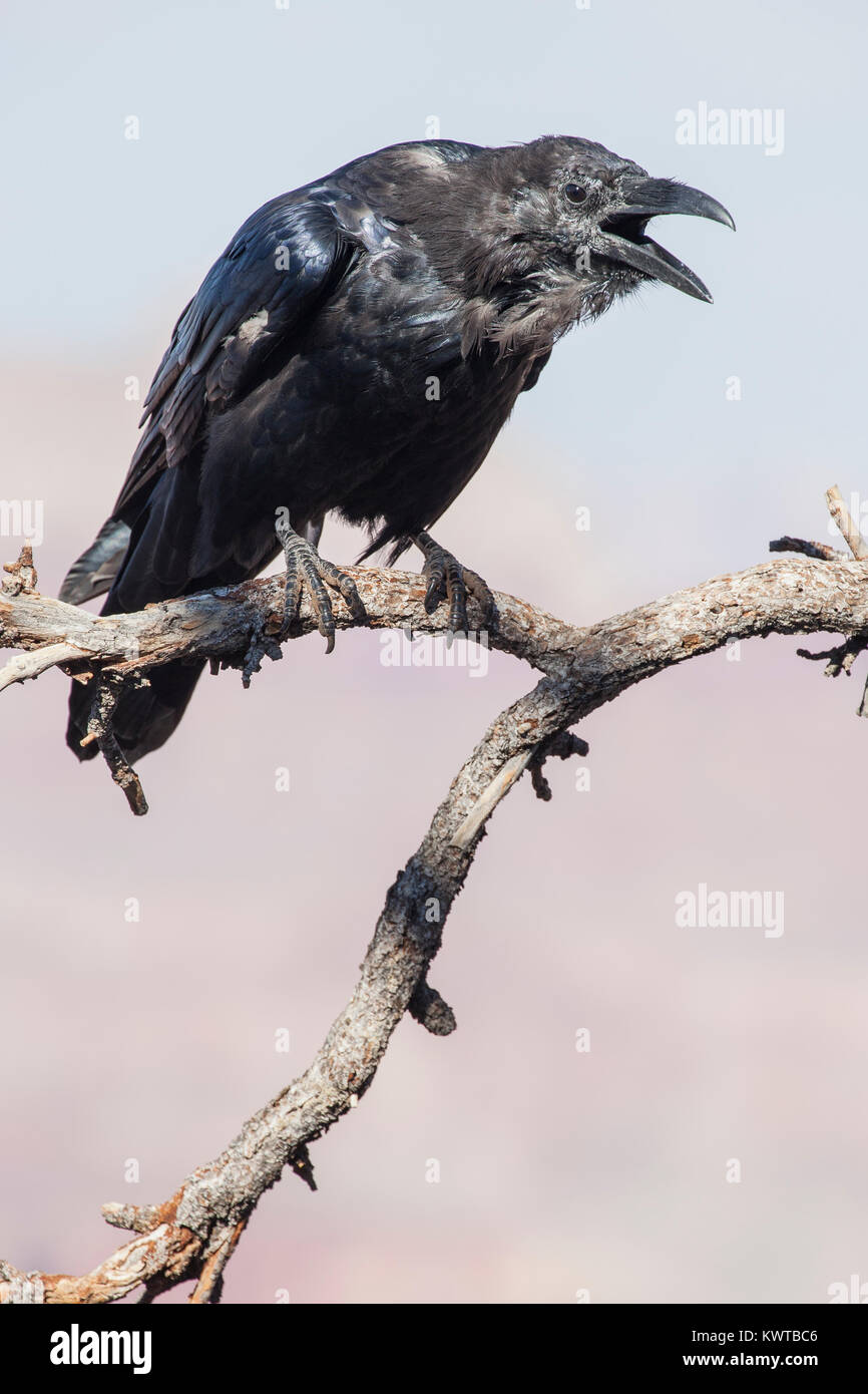 Grand corbeau (Corvus corax) avec la bouche ouverte, appelant, alors que perché sur un chicot. Banque D'Images