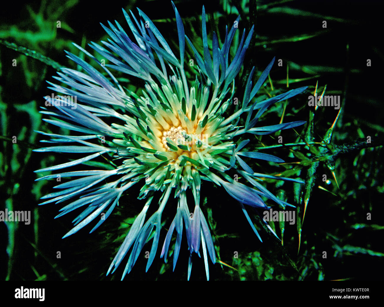 Chardon sauvage (Galactites tomentosa) Banque D'Images