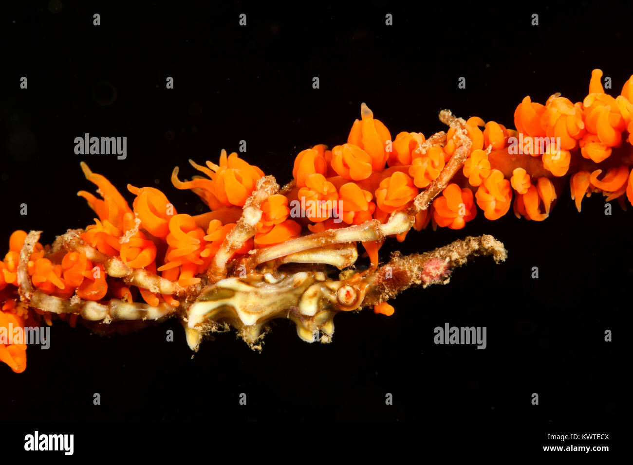 (Xenocarcinus tuberculatus crabe Xeno) sur un fil ou whip coral, Ambon, Indonésie Banque D'Images