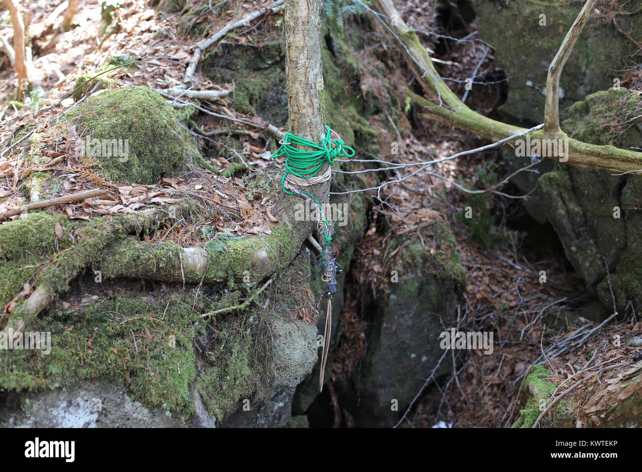 Kuroi Jukai, de la Mer Noire d'arbres, est connue comme la forêt de suicide. Nooses et objets personnels peuvent être trouvés parmi les arbres et les lignes indiquent l'emplacement. Banque D'Images