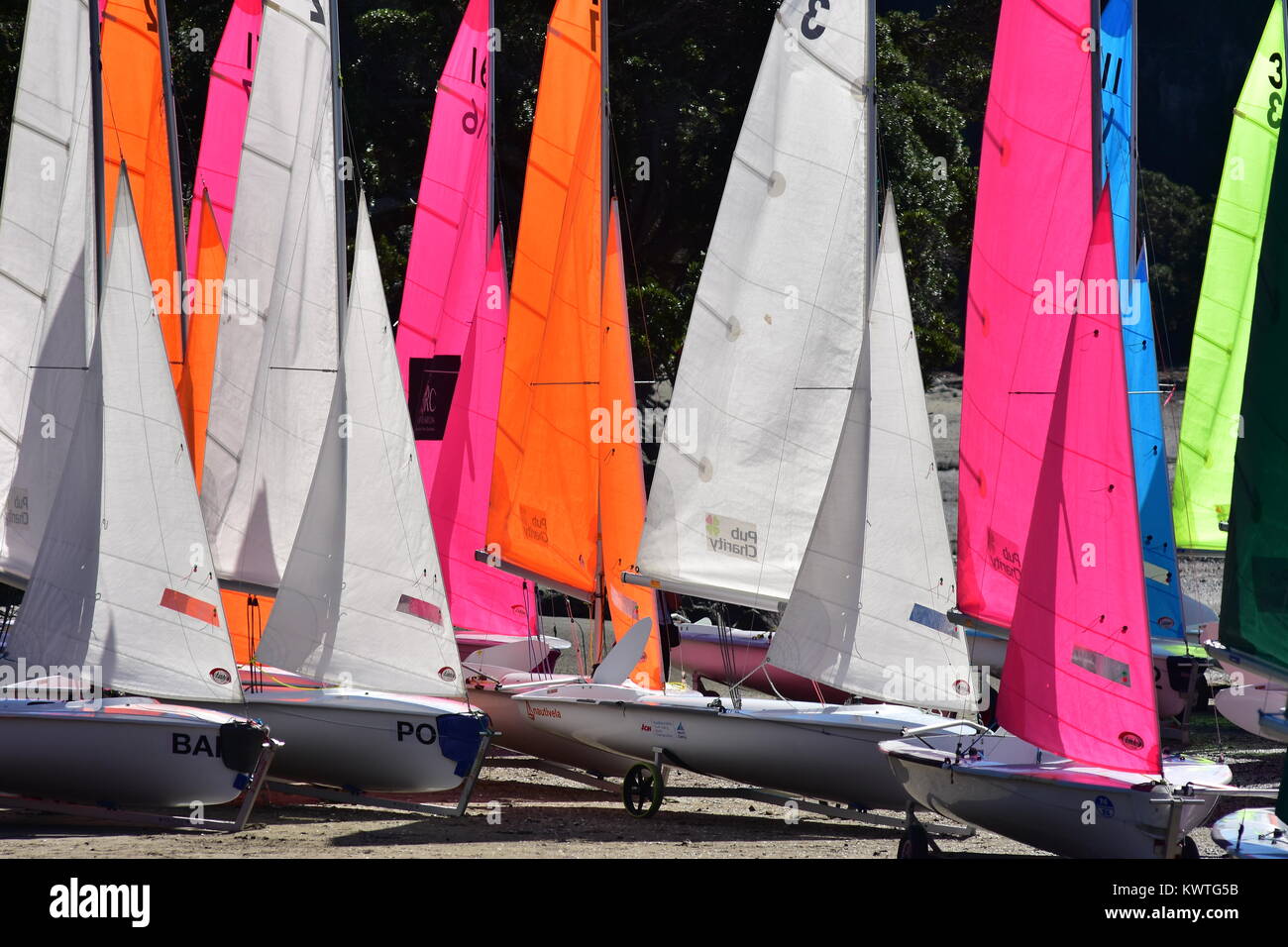 Se préparer pour les courses de voile légère de la classe Laser. Banque D'Images