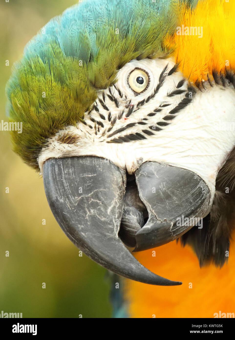 Un portrait d'un ara en peering. Banque D'Images
