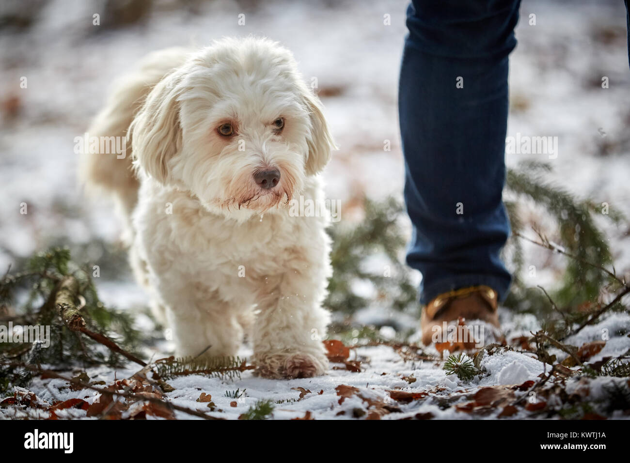 Bichon havanais blanc mignon chien en hiver balade en forêt Banque D'Images