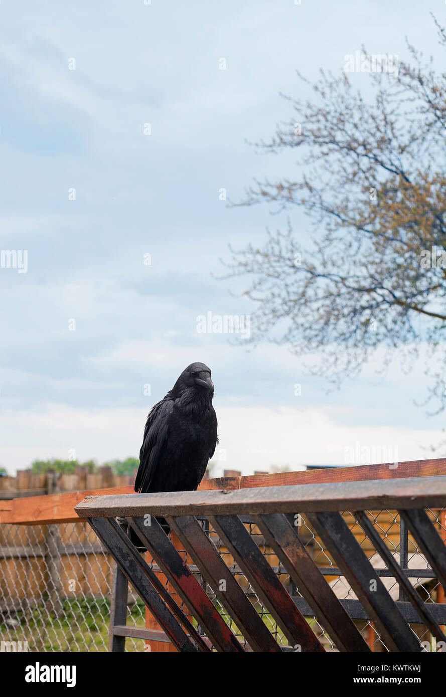 Corbeau Sombre Banque D Image Et Photos Alamy Corbeau Sombre Banque D Image Et Photos Alamy