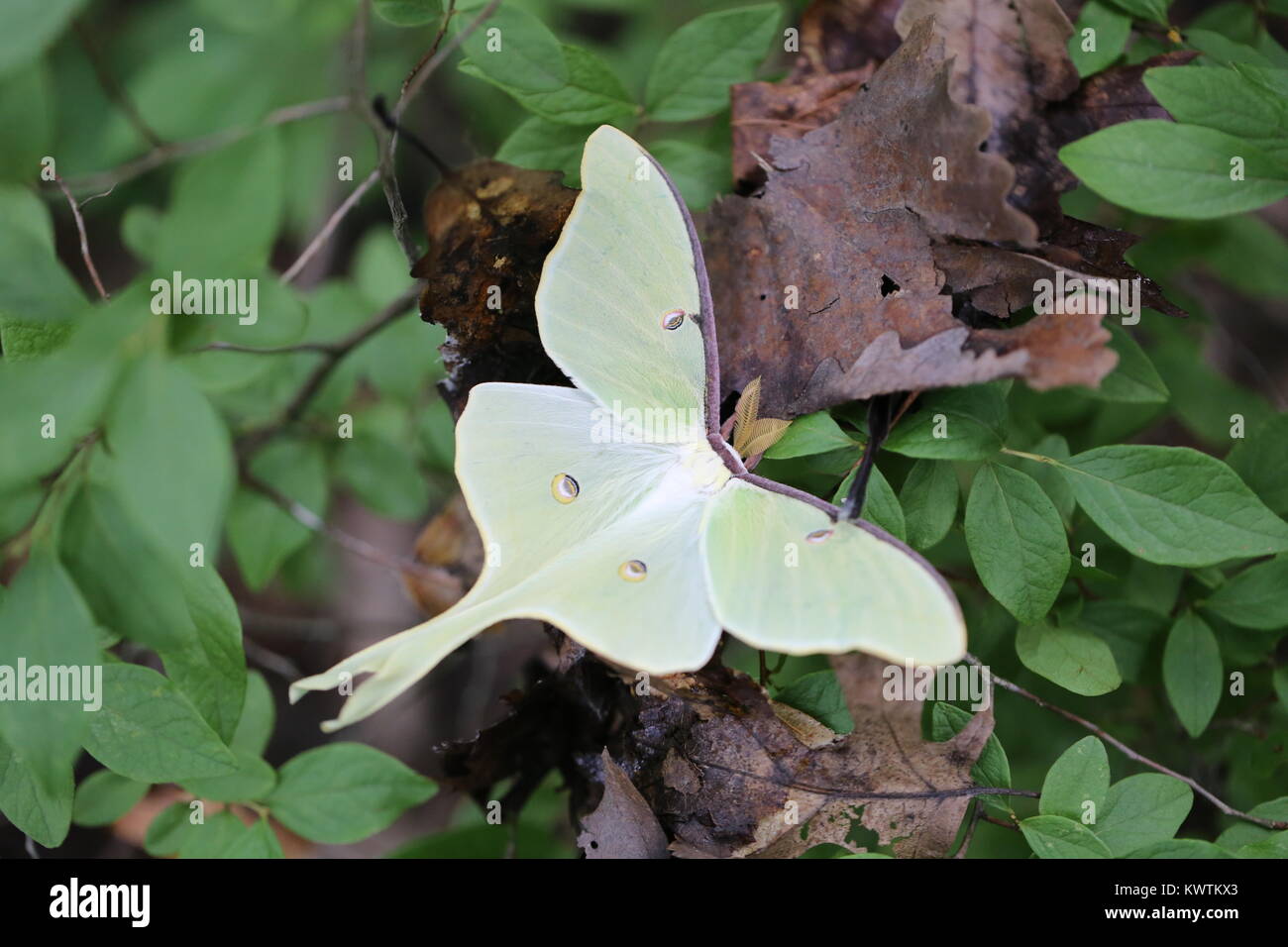 Homme Luna Moth [Actias luna] Banque D'Images