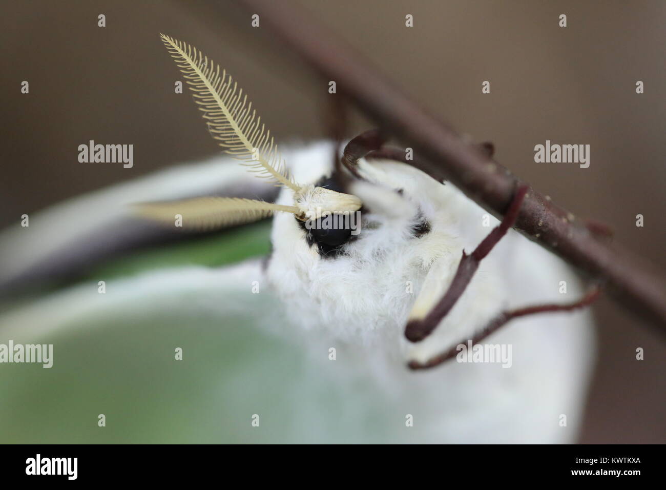 Femme Luna Moth [Actias luna] Banque D'Images