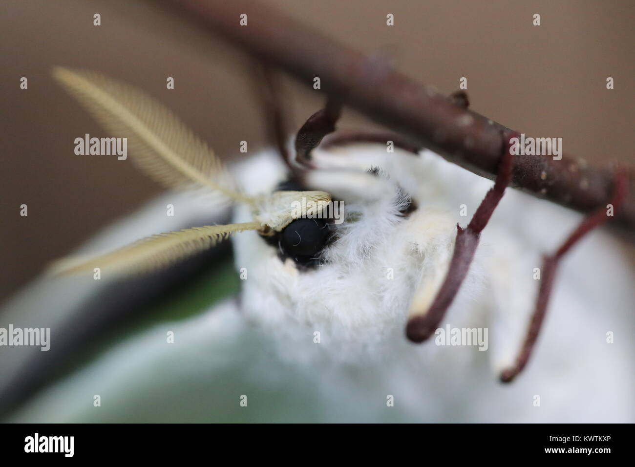 Femme Luna Moth [Actias luna] Banque D'Images