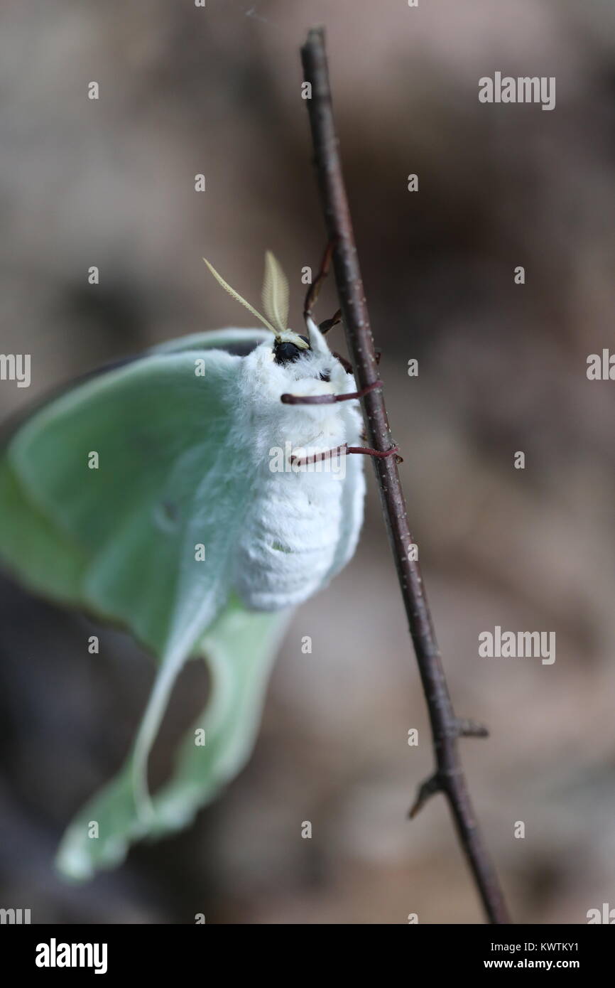 Femme Luna Moth [Actias luna] Banque D'Images