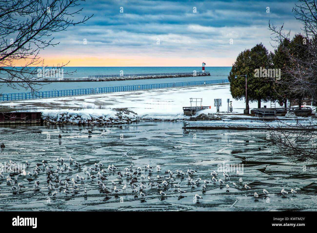 Mouettes assis sur la glace dans le port de deux rivières, le Wisconsin. Banque D'Images