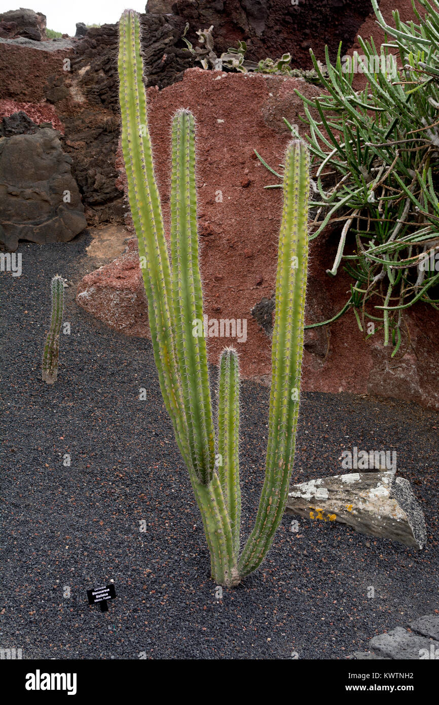 Stenocereus stellatus, jardin de cactus, Guatiza, Lanzarote, îles Canaries, Espagne. Banque D'Images
