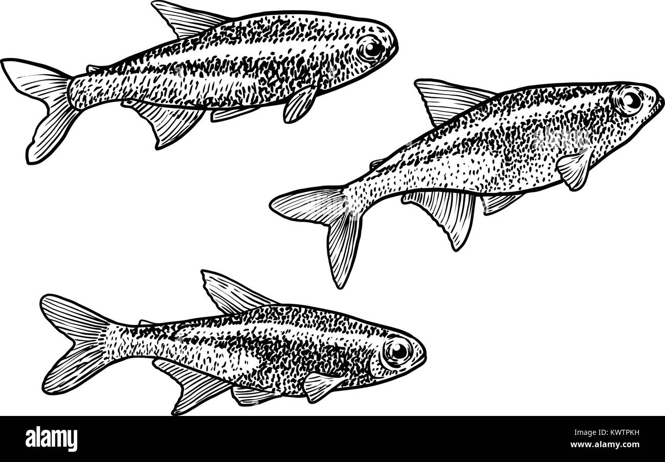 Tétra néon illustration, dessin, gravure, encre, dessin au trait, vector Illustration de Vecteur