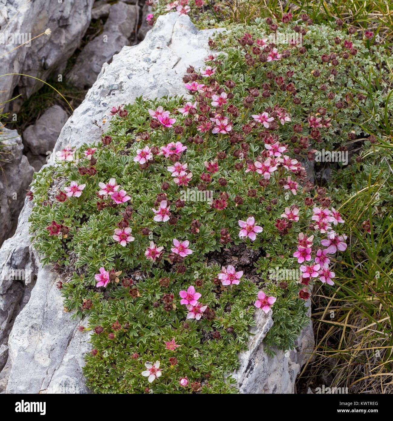 Potentilla nitida. Cinquefoglia delle Dolomiti. Fleurs des Alpes dans les Dolomites. Banque D'Images