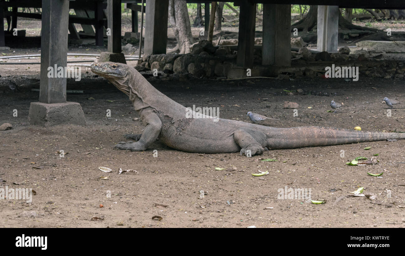 Dragon de Komodo avec des barreaux aux colombes (Geopelia maugeus) par la station forestière, Loh Buaya Komodo, Rinca Island NP, Indonésie Banque D'Images