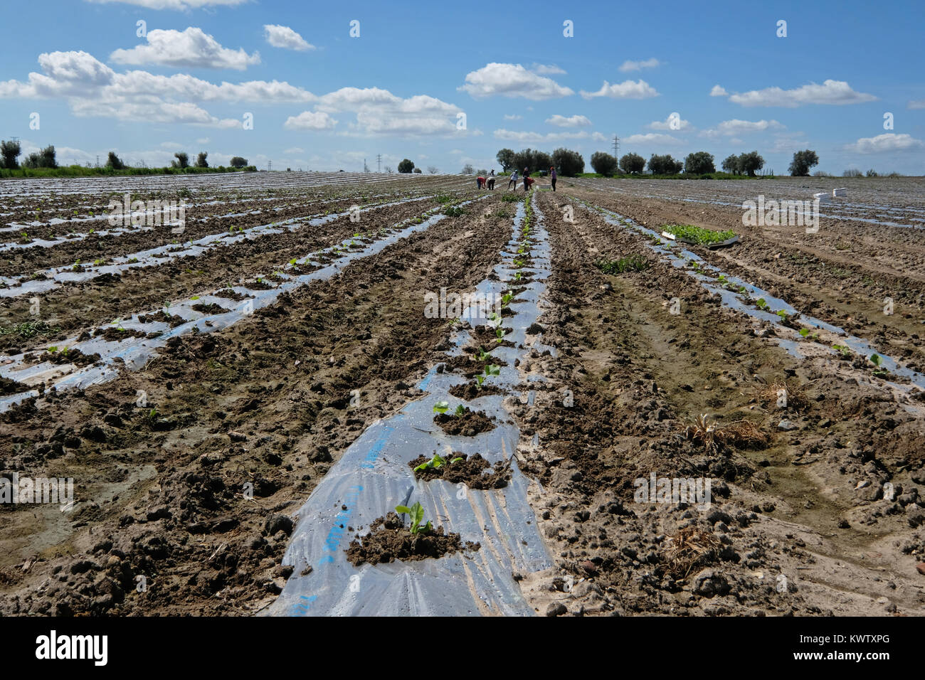 Domaine de graines de melon fraîchement plantés dans la région de Beja, Alentejo, Portugal Banque D'Images