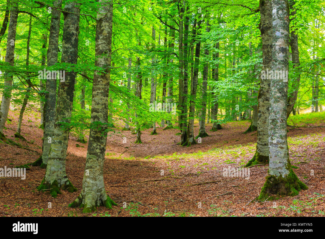 Bois de hêtre. Banque D'Images